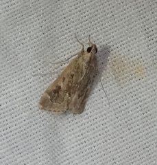 Loxostege allectalis