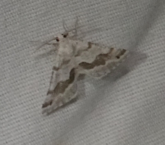 Macaria pallipennata