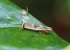 Stathmopoda megathyma