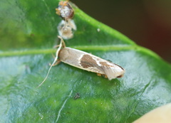 Stathmopoda megathyma