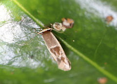 Stathmopoda megathyma