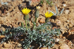 Crepis occidentalis