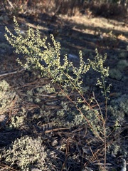 Polygonella polygama polygama