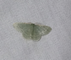 Chlorochlamys phyllinaria