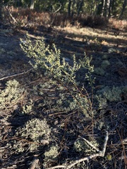 Polygonella polygama polygama