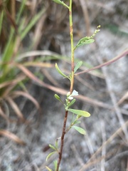 Polygonella polygama polygama