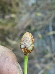 Xyris platylepis