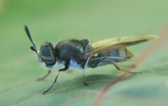 Hoplitimyia mutabilis