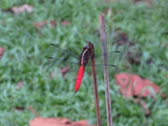 Libellula herculea