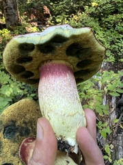 Boletus smithii