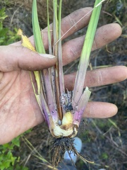 Xyris platylepis