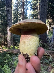 Boletus smithii
