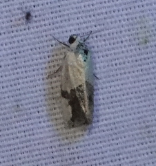 Acontiini