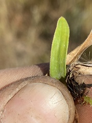 Rhynchospora ciliaris