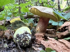 Boletus smithii