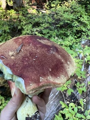 Boletus smithii