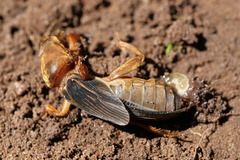 Gryllotalpa australis