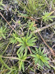 Rhynchospora ciliaris