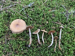 Cortinarius flexipes