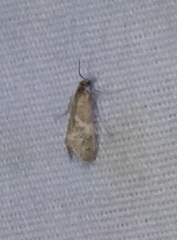 Noctueliopsis