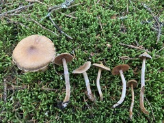 Cortinarius flexipes