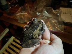 Trachycephalus vermiculatus