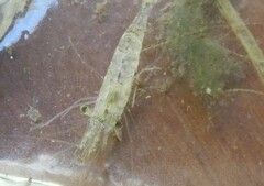 Palaemon paludosus