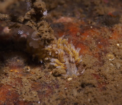 Rubramoena rubescens