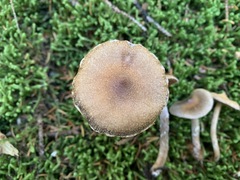 Cortinarius flexipes