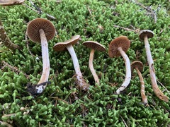 Cortinarius flexipes