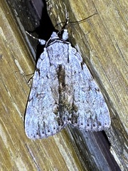 Catocala gracilis