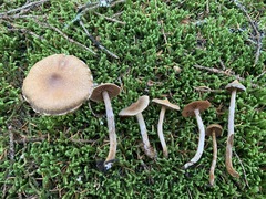 Cortinarius flexipes