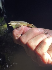 Anolis oxylophus