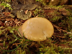 Baeospora myriadophylla