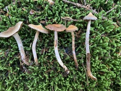 Cortinarius flexipes