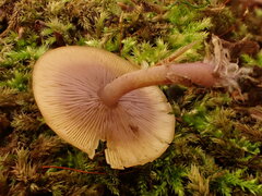 Baeospora myriadophylla