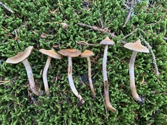 Cortinarius flexipes