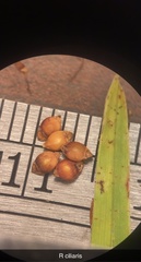 Rhynchospora ciliaris