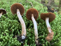 Cortinarius flexipes