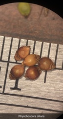 Rhynchospora ciliaris