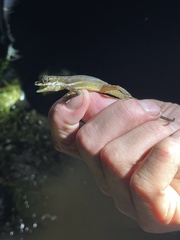 Anolis oxylophus