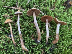 Cortinarius flexipes