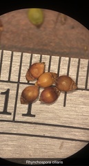 Rhynchospora ciliaris