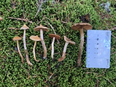 Cortinarius flexipes