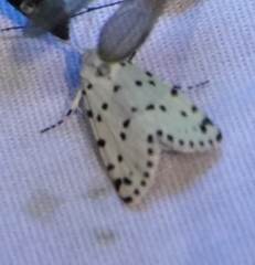 Grotella binda