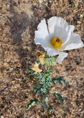 Argemone albiflora