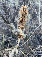 Agastache urticifolia