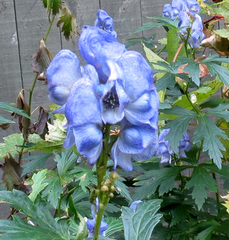 Aconitum napellus