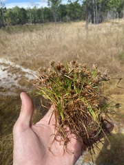 Juncus repens