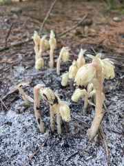 Monotropa brittonii